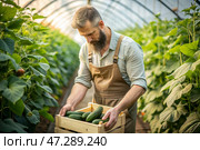 Agricultural industry. A wooden box with cucumbers in the hands of a male farmer. The gardener harvests a rich harvest in the greenhouse. Стоковое AI-изображение, AI-художник Photojuli / Фотобанк Лори