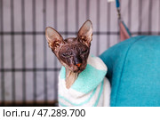 A sphinx cat is wrapped snugly in a blue and white blanket. Стоковое фото, фотограф Аксенова Вера / Фотобанк Лори