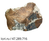 Astrophyllite is a very rare, brown to golden-yellow hydrous potassium iron titanium silicate mineral. Стоковое фото, фотограф Константин Григорьев / Фотобанк Лори