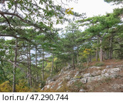 Фрагмент смешанного леса в крымских горах. Сосна крымская и разнообразные мелколистные породы деревьев. Редакционное фото, фотограф Татьяна Т / Фотобанк Лори