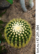 Top view of a spiky cactus in sand vertical. Стоковое фото, фотограф Наталья Симакова / Фотобанк Лори