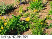 A raised garden bed in the Springtime gets planted out and set up with irrigation. Putting in irrigation in raised beds reduces water consumption compared to traditional overhead watering with a hose. Стоковое фото, фотограф Feruza Tashmetova / Фотобанк Лори
