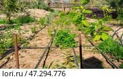 A raised garden bed in the Springtime gets planted out and set up with irrigation. Putting in irrigation in raised beds reduces water consumption compared to traditional overhead watering with a hose. Стоковое фото, фотограф Feruza Tashmetova / Фотобанк Лори