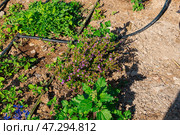 A raised garden bed in the Springtime gets planted out and set up with irrigation. Putting in irrigation in raised beds reduces water consumption compared to traditional overhead watering with a hose. Стоковое фото, фотограф Feruza Tashmetova / Фотобанк Лори
