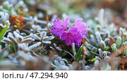 Дикий цветок рододендрона (Rhododendron parvifolium) и растения в тундре покрыты инеем. Летние морозы в Арктике. Нежные полевые цветы в полярном регионе. Природа Чукотки. Дальний Восток России. Июнь. Стоковое фото, фотограф Андрей Степанов / Фотобанк Лори