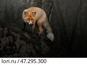Рыжая лиса стоит на камне в сгоревшем лесу осенью. Стоковое фото, фотограф Писарев Александр Владимирович / Фотобанк Лори