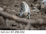 Поросята венгерской мангалицы в естественной среде обитания. Стоковое фото, фотограф Писарев Александр Владимирович / Фотобанк Лори