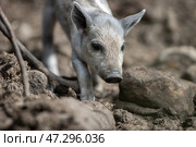 Поросята венгерской мангалицы в естественной среде обитания. Стоковое фото, фотограф Писарев Александр Владимирович / Фотобанк Лори