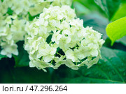 Отцветшая метельчатая гортензия (сорт "Полярный медведь") в дождливый осенний день. Осень в саду. Малая глубина резкости. Стоковое фото, фотограф Андрей Пустякин / Фотобанк Лори