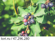 Темные спелые ягоды ирги (лат. Amelanchier). Плодовые деревья и кустарники. Малая глубина резкости. Стоковое фото, фотограф Андрей Пустякин / Фотобанк Лори
