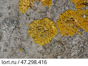 Wall Xanthoria (lat. Xanthoria parietina) is a lichen of the Telochistaceae family, a species of the Xanthoria genus on the bark of a tree. Стоковое фото, фотограф Андрей Жигальцов / Фотобанк Лори