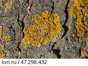 Wall Xanthoria (lat. Xanthoria parietina) is a lichen of the Telochistaceae family, a species of the Xanthoria genus on the bark of a tree. Стоковое фото, фотограф Андрей Жигальцов / Фотобанк Лори