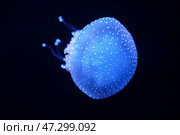 Tropical Jellyfish Phyllorhiza punctata white-spotted jellyfish underwater. Стоковое фото, фотограф Дмитрий Рухленко / Фотобанк Лори