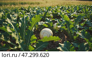 A field of daikon radishes with large white roots emerging from the soil, surrounded by green leaves under bright sunlight, highlighting the fresh and healthy crops. Стоковое AI-видео, аниматор Башкирова Анна / Фотобанк Лори