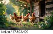 Chickens roam freely in the garden near their coop during the golden hour of sunset in a peaceful countryside setting. Стоковое AI-изображение, AI-художник Сергей Толмачёв / Фотобанк Лори