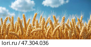 Wheat ears or spikelets. Yellow field, blue sky, white clouds. Horizontal background. Стоковое AI-изображение, AI-художник Катерина Ковалева / Фотобанк Лори