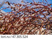 Пушистые почки Козьей ивы (Salix caprea) на фоне голубого весеннего неба. Стоковое фото, фотограф Евгения Золкина / Фотобанк Лори