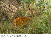 Бушбок (Tragelaphus sylvaticus) ест листья с куста в естественной среде обитания (2014 год). Стоковое фото, фотограф Анна Ефимова / Фотобанк Лори
