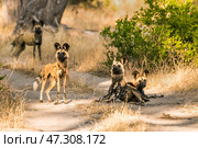 Стая гиеновидных собак (Lycaon pictus) на дороге в буше внимательно прислушивается к звукам. Стоковое фото, фотограф Анна Ефимова / Фотобанк Лори