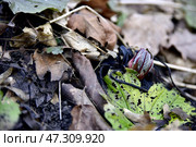 Весенние цветы пробиваются сквозь прошлогоднюю листву. Стоковое фото, фотограф Оглоблин Андрей Николаевич / Фотобанк Лори