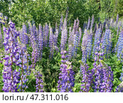 Люпин, или волчий боб (лат. Lupinus) — род растений из семейства Бобовые (Fabaceae). Представлен однолетними и многолетними травянистыми растениями. Высокое содержание в его семенах белка (до 50 %), масла (от 5 до 20 %), по качеству близкого к оливковому. Стоковое фото, фотограф Сергей Елизарьев / Фотобанк Лори
