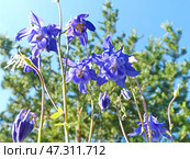 Аквилегия, или Водосбор, или Орлики (лат. Aquilegia) — род травянистых многолетних растений семейства Лютиковые (Ranunculaceae). Стоковое фото, фотограф Сергей Елизарьев / Фотобанк Лори
