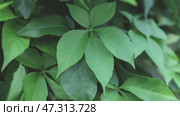 fresh bright green leaf background. Стоковое видео, видеограф Olesia Kondrateva / Фотобанк Лори