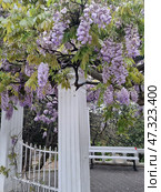 A magnificently blooming wisteria (Wisteria) twining around white classical columns, probably in a park or architectural area of ​​the city of Simeiz. Hanging brushes of lilac-violet flowers form a fairy-tale arch, creating a romantic atmosphere. The bright green foliage combines with the whiteness of the columns, emphasizing the freshness and grace of the place. This is a typical spring scene from the southern coast of Crimea, where the mild climate allows such plants to bloom profusely. Стоковое фото, фотограф Анна Кривицкая / Фотобанк Лори