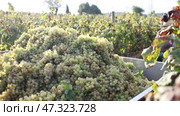 fresh green grape bunches in sunny day after harvesting. Стоковое видео, видеограф Яков Филимонов / Фотобанк Лори