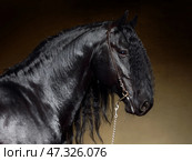 Black friesian dressage horse on dark  stable background. Черная (вороная) фризская выездковая лошадь на темном фоне конюшни. Стоковое фото, фотограф Михаил Кондрашов / Фотобанк Лори