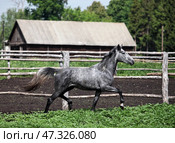 Dapple grey andalusian stallion portrait in summer green meadow background. Серый в яблоках конь андалузской породы на фоне летнего зеленого луга вечером. Стоковое фото, фотограф Михаил Кондрашов / Фотобанк Лори