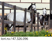Pair of white horses stand in the corral in farm, backyard fences. Пара белых лошадей стоит в ограде на заднем дворе фермы. Стоковое фото, фотограф Михаил Кондрашов / Фотобанк Лори