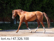 Beautiful bay sports horse running on the stud farm. Красивая светло гнедая спортивная лошадь бежит на дорожке Старожиловского конного завода. Стоковое фото, фотограф Михаил Кондрашов / Фотобанк Лори