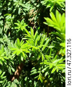 Common yew (Taxus baccata) - an evergreen shrub or tree from the yew family. Стоковое фото, фотограф Анна Кривицкая / Фотобанк Лори