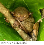 Tarsier monkey on tree in Philippines. Стоковое фото, фотограф Михаил Коханчиков / Фотобанк Лори