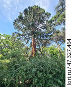 Evergreen sequoia (Sequoia sempervirens) or giant sequoiadendron (Sequoiadendron giganteum) - depending on the place, the exact size and structure of the crown. Стоковое фото, фотограф Анна Кривицкая / Фотобанк Лори