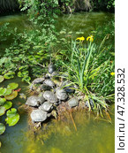 A group of turtles basking on a small island among green vegetation and yellow irises in a pond. The water is a turbid green, with round water lily pads floating. The turtles are crowded together on dry land: some are lying on top of each other, others are crawling, and others are resting in the sun. Around them are thickets, aquatic plants and dense greenery, creating the atmosphere of a secluded natural corner. Стоковое фото, фотограф Анна Кривицкая / Фотобанк Лори