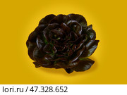 Red butterhead lettuce, Lactuca sativa, isolated on a yellow background. Close-up. Стоковое фото, фотограф Екатерина Лызлова / Фотобанк Лори