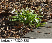 First Galanthus woronowii, green snowdrop or Woronow's snowdrop near path on sunny spring day. Стоковое фото, фотограф Валерия Попова / Фотобанк Лори