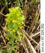 Wild Crimean grass with small yellow flowers. This plant is probably bedstraw (lat. Galium verum), widespread in Crimea. Flowers are collected in dense brushes, each flower is tiny, star-shaped. Leaves are narrow, slightly pubescent, arranged in whorls. The plant is surrounded by dry grass and needles of coniferous trees, which indicates a mountain or forest-steppe landscape. The atmosphere of the photo is sunny, warm, with a feeling of wild, untouched nature. Стоковое фото, фотограф Анна Кривицкая / Фотобанк Лори