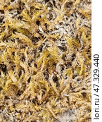 Dry moss or lichen, close-up. It densely covers a surface, perhaps a rock, tree bark or old wood. The shades vary from golden yellow to grey-white, indicating its dry state, probably after a long absence of moisture. The texture is brittle, thin, similar to small needles or spirals. It may be a type of forest moss or xanthoria, a lichen found in Crimea in dry pine forests, on rocks or dead wood. Стоковое фото, фотограф Анна Кривицкая / Фотобанк Лори