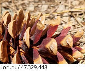 A pine cone lying on a forest floor of dry needles, twigs and soil. Macro photography highlights the expressive colors and textures: the scales of the cone are painted in warm shades of brown, turning into a rich burgundy with a violet tint. At the ends of the scales, you can see white resinous traces. This cone looks ripe, ready to scatter seeds, which symbolizes the cycle of life and renewal in nature. Стоковое фото, фотограф Анна Кривицкая / Фотобанк Лори