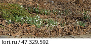 First Galanthus nivalis, snowdrop or common snowdrop, on spring sunny day. Стоковое фото, фотограф Валерия Попова / Фотобанк Лори