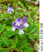 Close-up of an elegant inflorescence of violet-pink flowers, presumably of the forest species of pea (lat. Lathyrus), or wild pea. The flowers are arranged in tiers and smoothly transition from a rich violet to a delicate pinkish-white shade. The stem is thin, the leaves are light green, with a characteristic trifoliate shape. The background is natural, with spots of dry leaves and greenery. The photo conveys natural harmony and tranquility. Стоковое фото, фотограф Анна Кривицкая / Фотобанк Лори