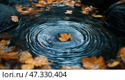 Rippling water disturbed by a fallen leaf in a serene autumn setting. Журчание воды, потревоженной опавшей листвой, в безмятежном осеннем пейзаже. Стоковое AI-изображение, AI-художник Katsiaryna Repich / Фотобанк Лори