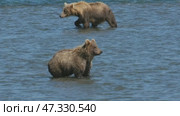 Brown bear hunts for salmon. Стоковое видео, видеограф Михаил Коханчиков / Фотобанк Лори