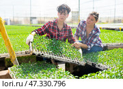 Man and woman gardeners placing seedlings in hothouse. Стоковое фото, фотограф Яков Филимонов / Фотобанк Лори