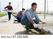 Man gardener placing seedling tray in hothouse. Стоковое фото, фотограф Яков Филимонов / Фотобанк Лори