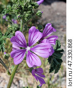 The flower of the mallow (Mallow woodland) is a wild plant from the mallow family. The flower has five petals of a soft purple hue with dark purple veins, which create a sense of depth and texture. In the center are anthers with pollen, some of which has already fallen off. The petals are slightly velvety, and the flower itself looks directly into the lens, which gives the photo a sense of closeness to nature. In the background are soft greenery and blurred earth, which do not distract attention from the main character. Стоковое фото, фотограф Анна Кривицкая / Фотобанк Лори