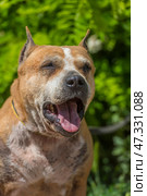 The adult dog looks lively and joyful: the mouth is open, the tongue is sticking out, the eyes are narrowed, creating the impression of a smile. In the background there is lush greenery, the sunlight softly illuminates the muzzle, emphasizing the texture of the fur and the kind, slightly tired, but warm character of this animal.The dog gives the impression of being grateful and affectionate, despite the visible traces of a difficult fate. The photo fills with a feeling of respect for the experience and trepidation from the simple happiness of being near a person. Стоковое фото, фотограф Анна Кривицкая / Фотобанк Лори